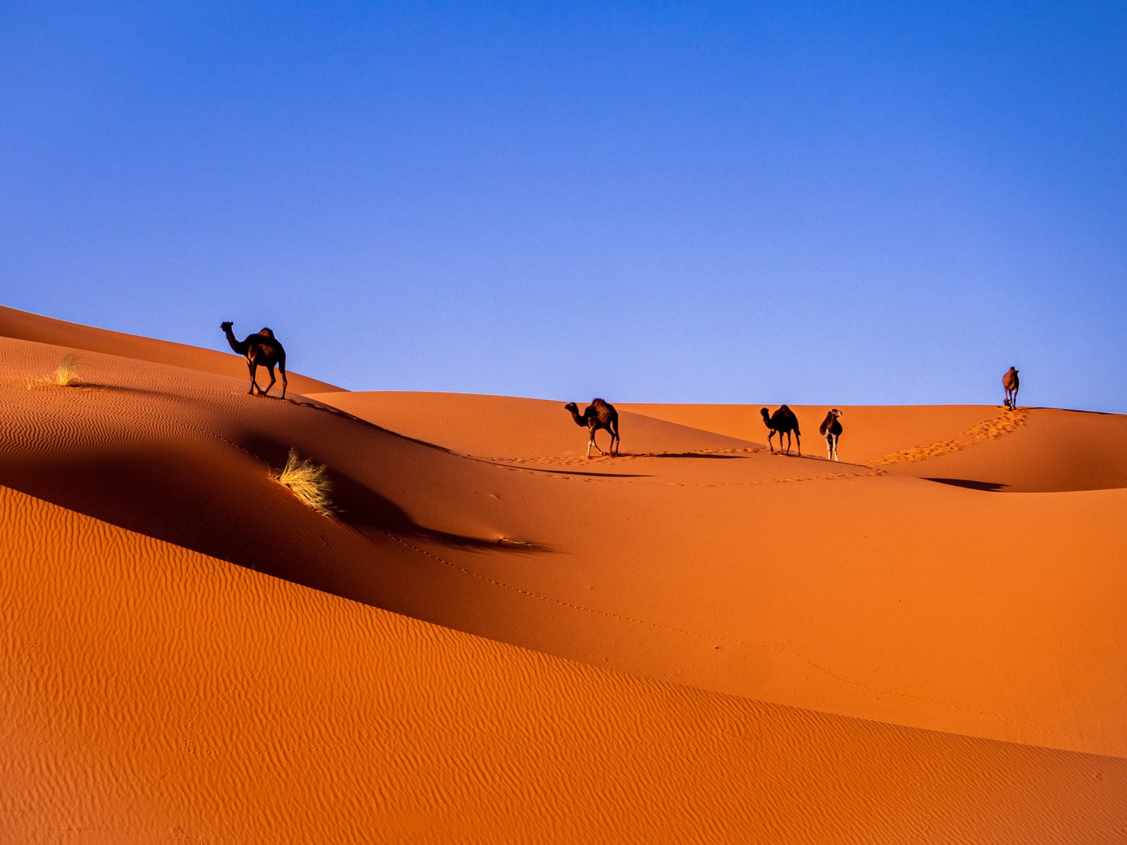 المغرب