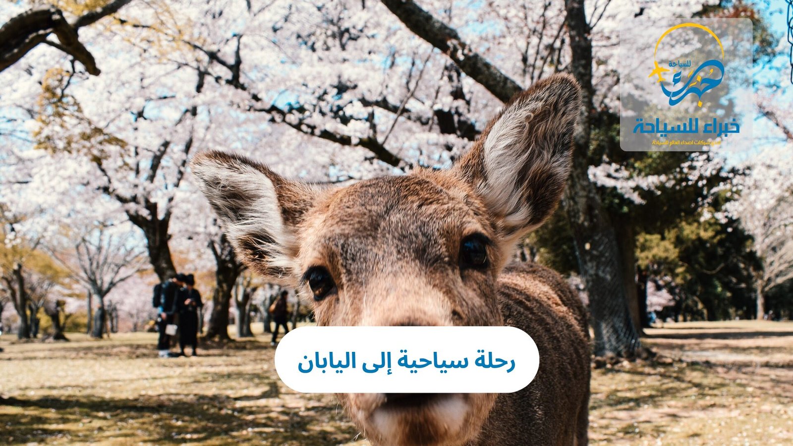 رحلة الى اليابان 