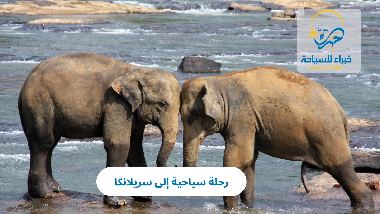 رحلة سياحية إلى سريلانكا: كل ما تحتاج معرفته 6 رحلة سياحية إلى سريلانكا